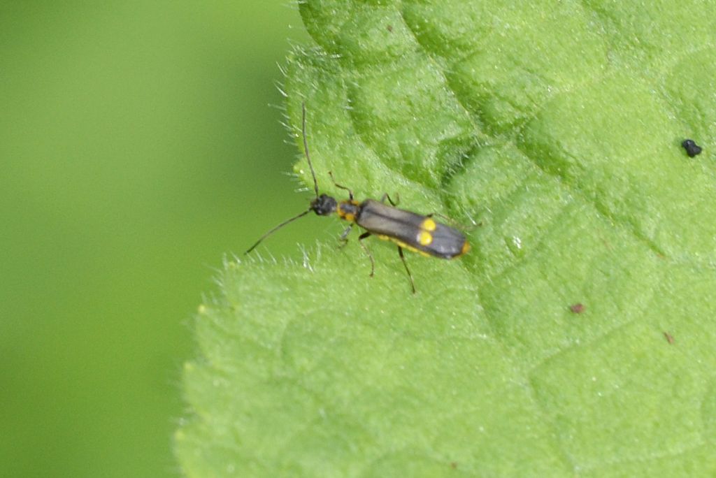 Malthinus? Quasi: Malthodes sp.